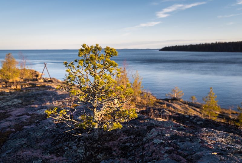 Ладога, скалы, озеро, дерево Деревце фото превью