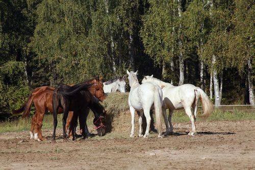 Красное и белое