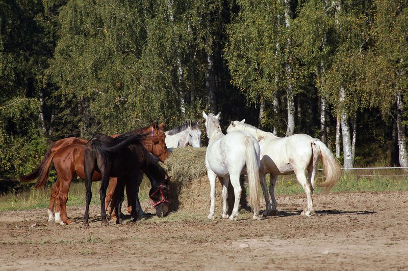 Красное и белое фото превью