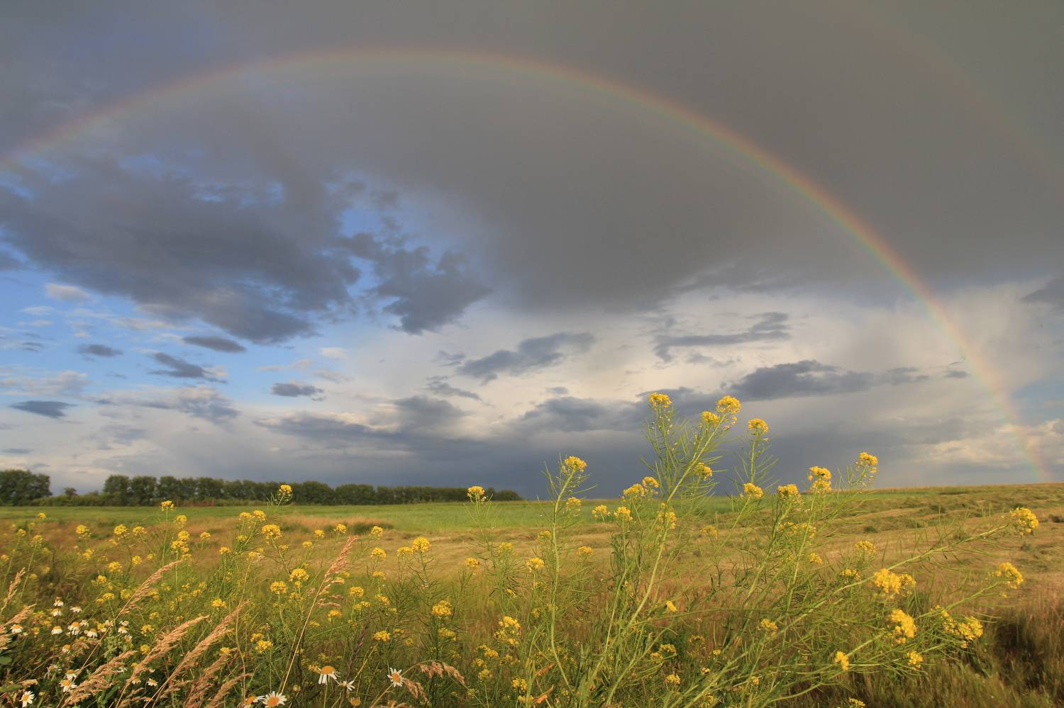 радуга поле лето пейзаж цветы колос простор горизонт свободный природа свежий экология, Irina Solonina