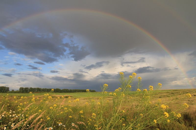 радуга поле лето пейзаж цветы колос простор горизонт свободный природа свежий экология Радуга фото превью