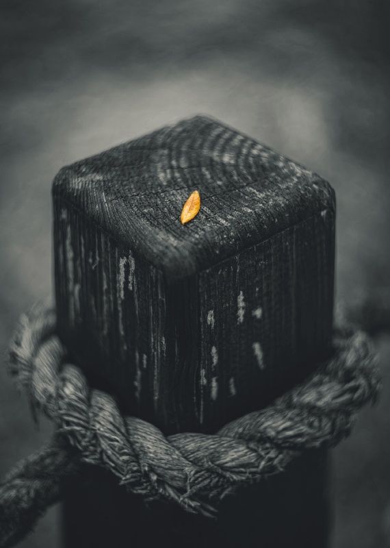 Чешуя нарастающей осени. фото превью