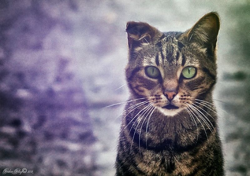 Кто ты ? фото превью