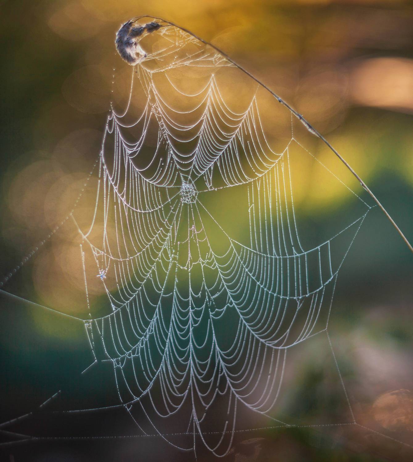 паутинка, Свистков Александр