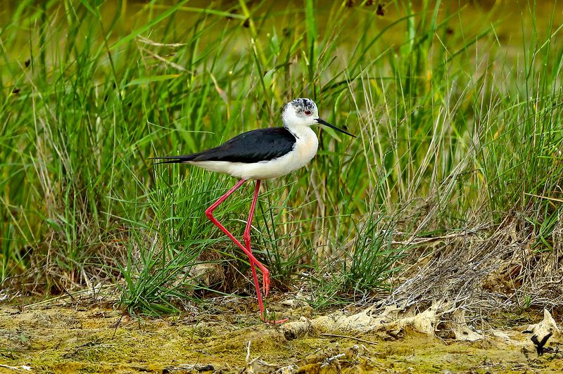 ходу́лочник На длинных ногах. фото превью