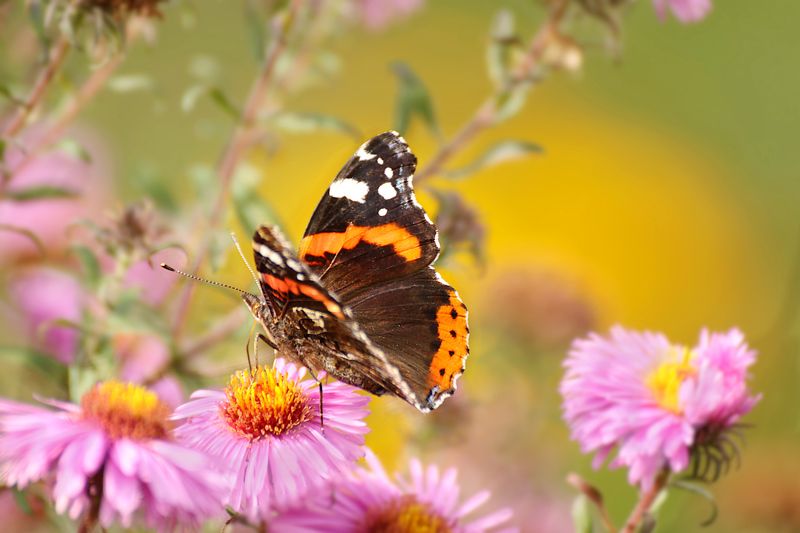природа, цветы, клумба, хризантемы, бабочка, адмирал Бабочка фото превью