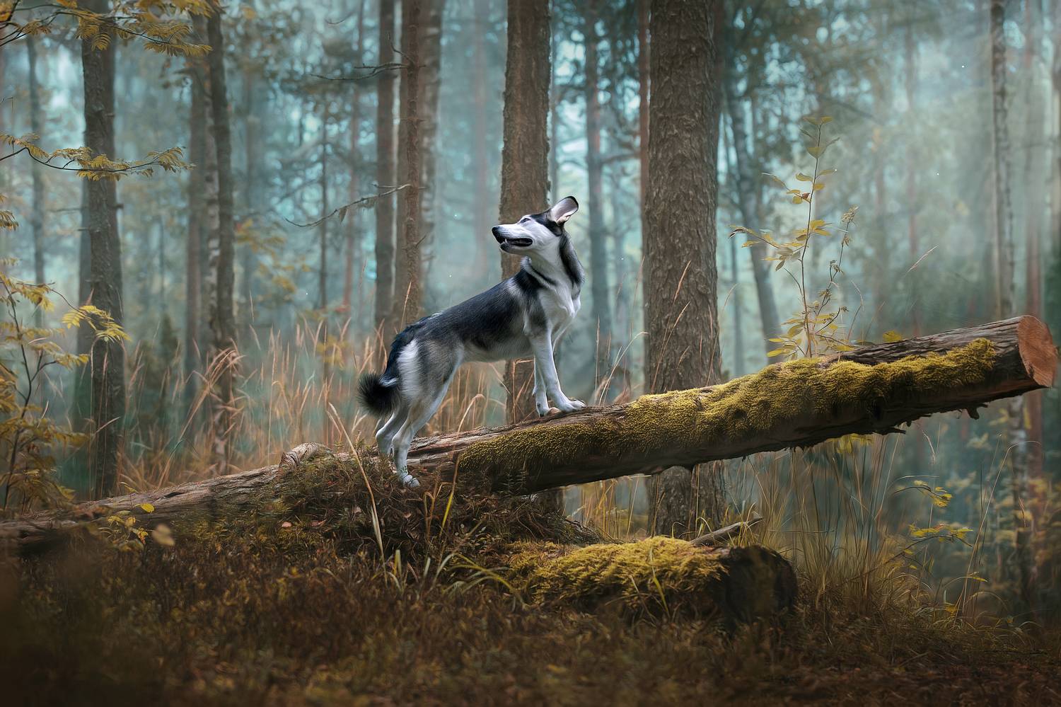 , Светлана Писарева