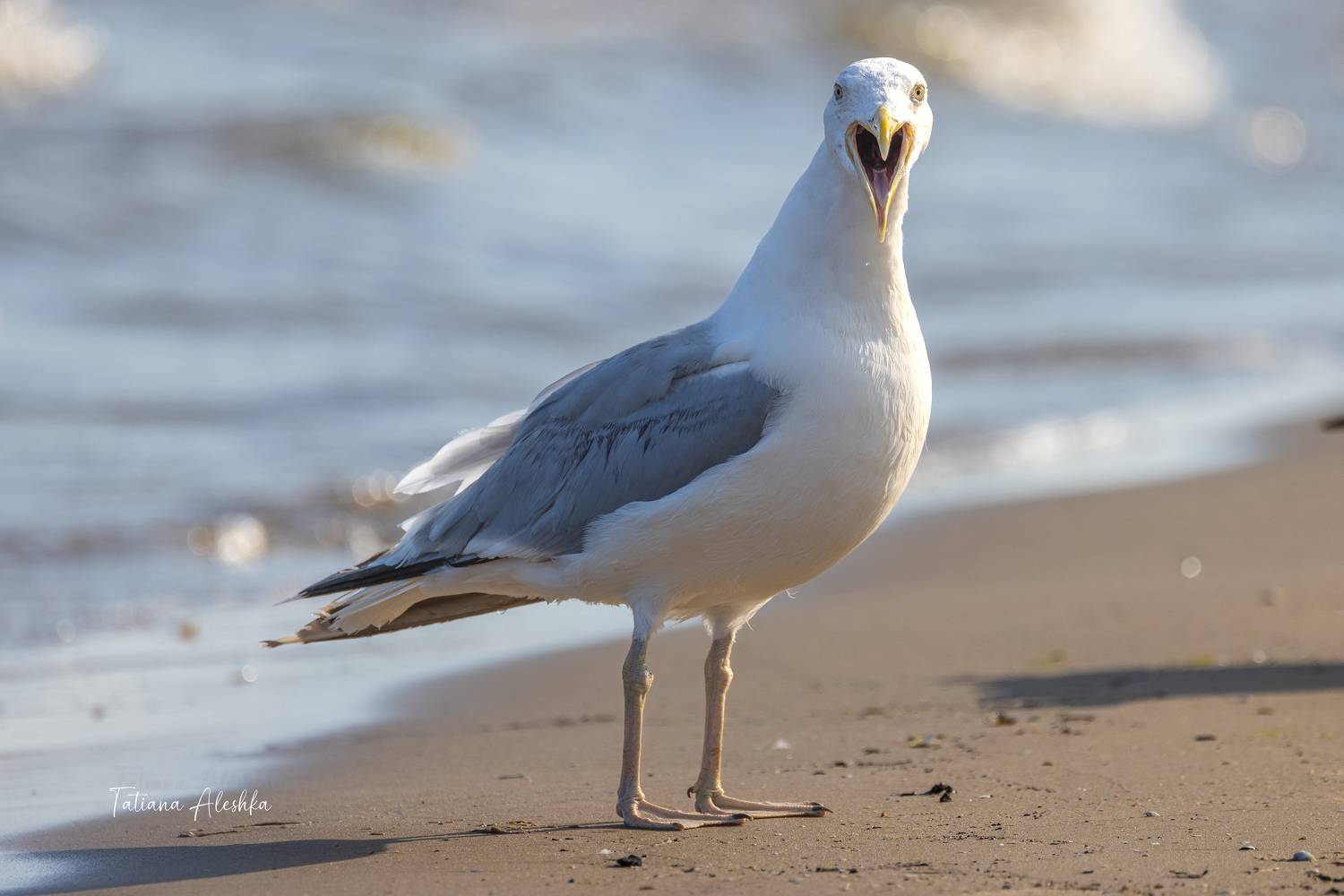 птицы, Татьяна Алешка