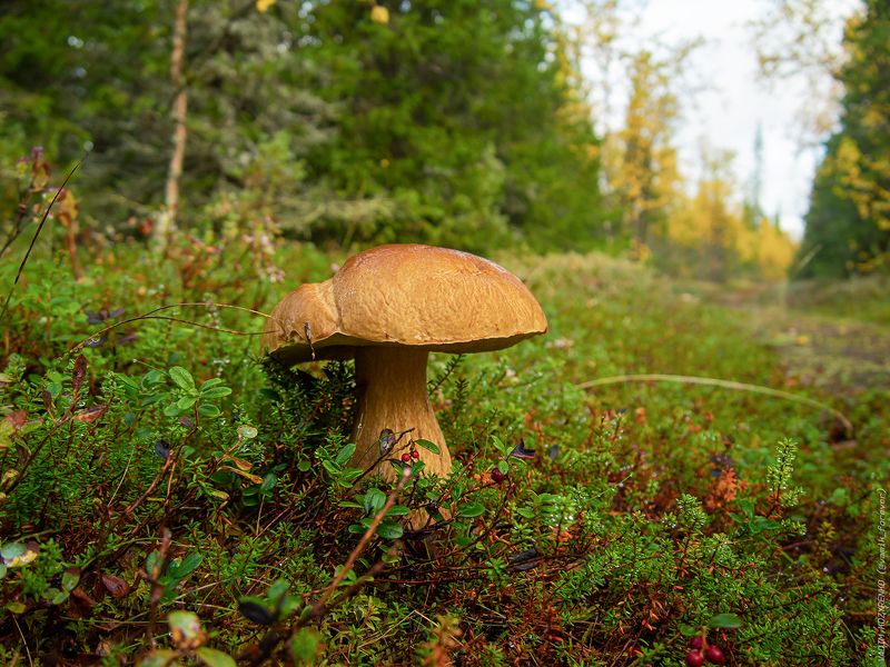 осень, белый, гриб Белый гриб фото превью