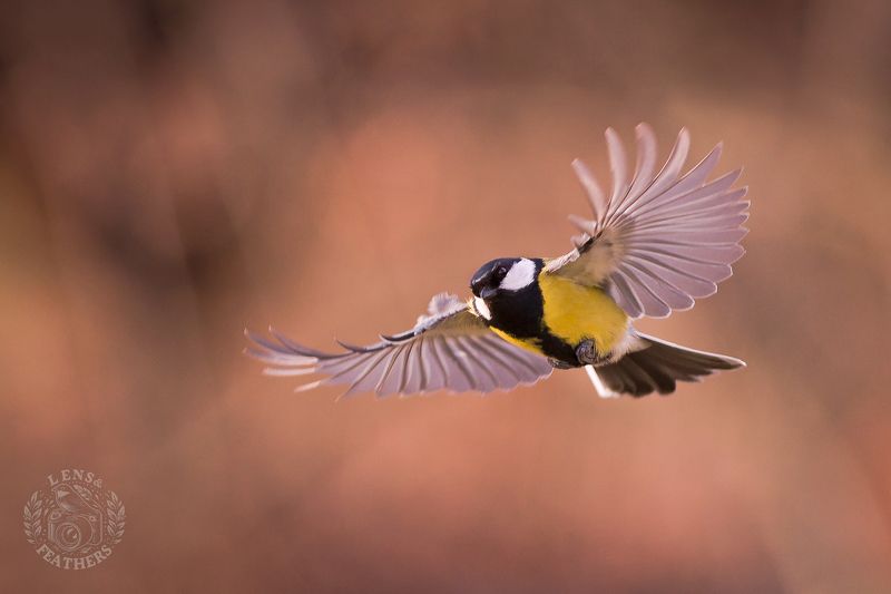 Большая синица - Lens and Feathers фото превью
