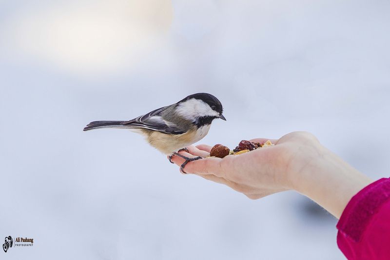 Black- capped chickadee. фото превью