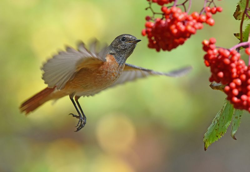 горихвостка,самец,полёт,бузина Красное притяжение фото превью