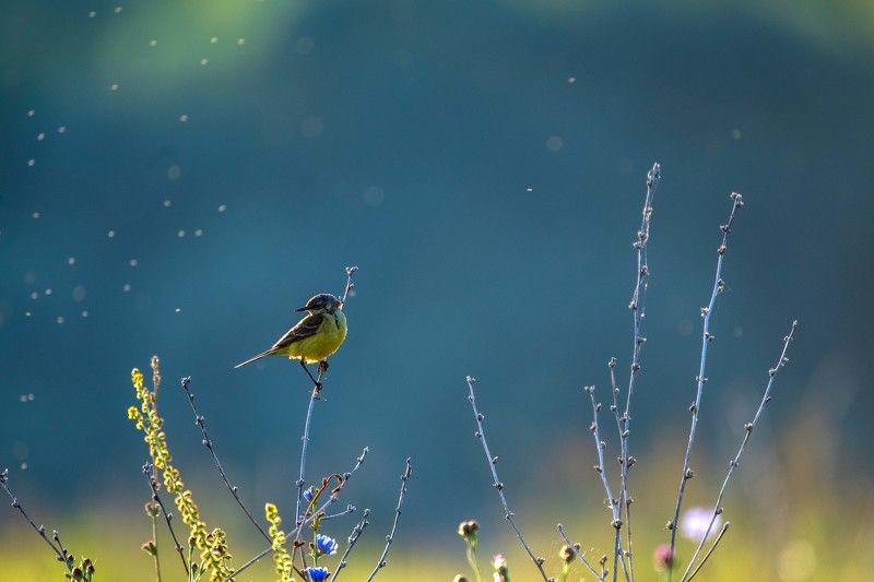 По утру фото превью