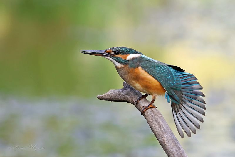 зимородок Дама с веером фото превью