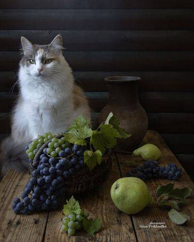 Новый урожай и вездесущая кошка