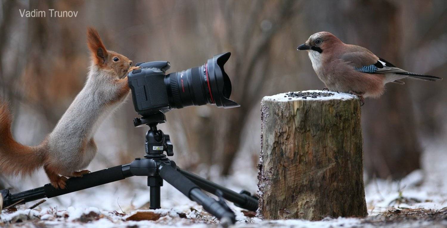 Дикий фотограф природы. Автор: Вадим Трунов , Вадим Трунов