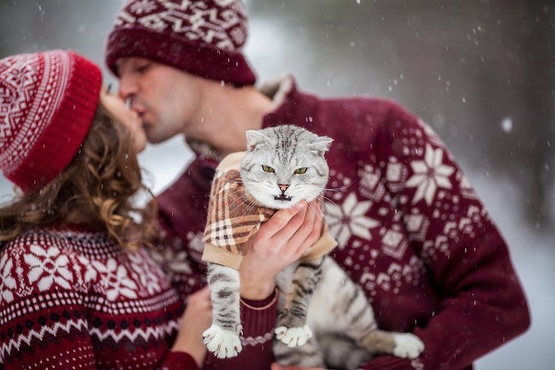не доверяйте котикам) фото превью