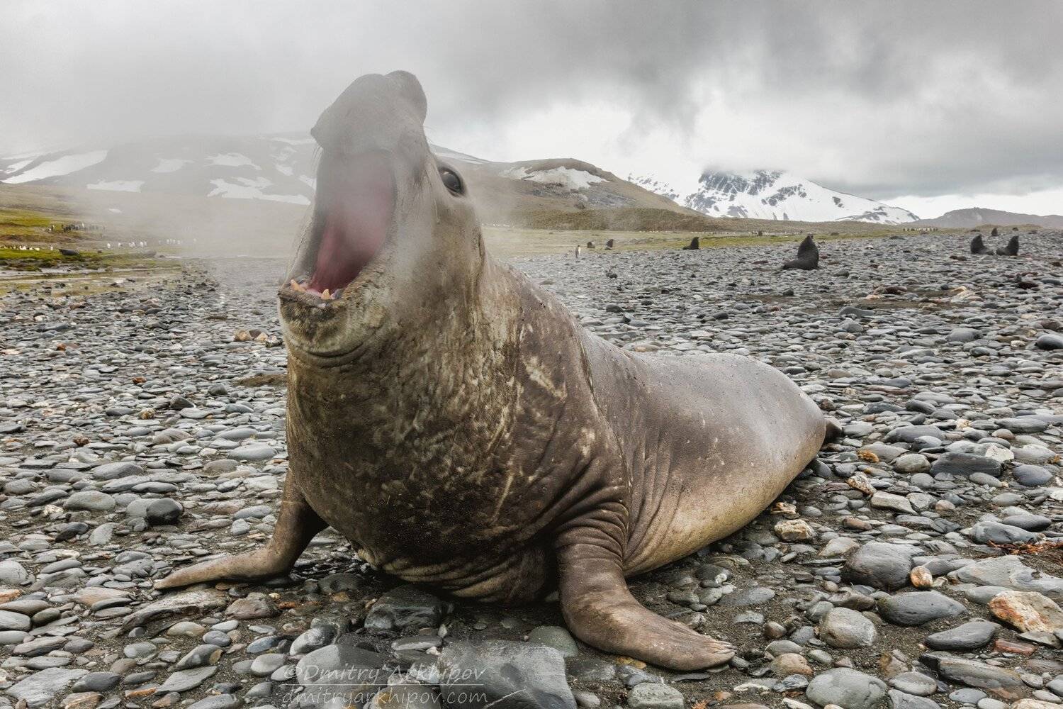 , Дмитрий Архипов