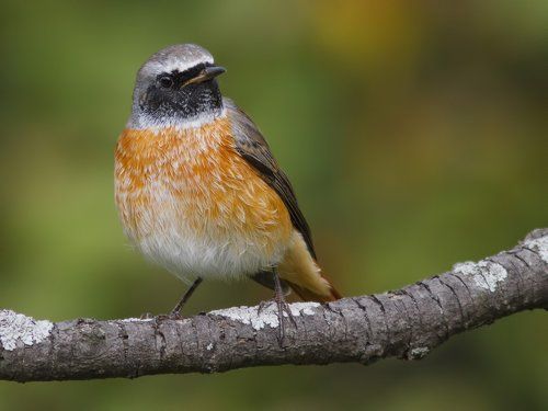 Redstart.