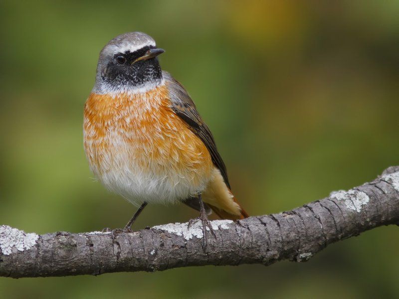 Горихвостка Redstart. фото превью