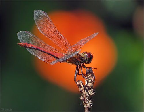 На фоне цветка...