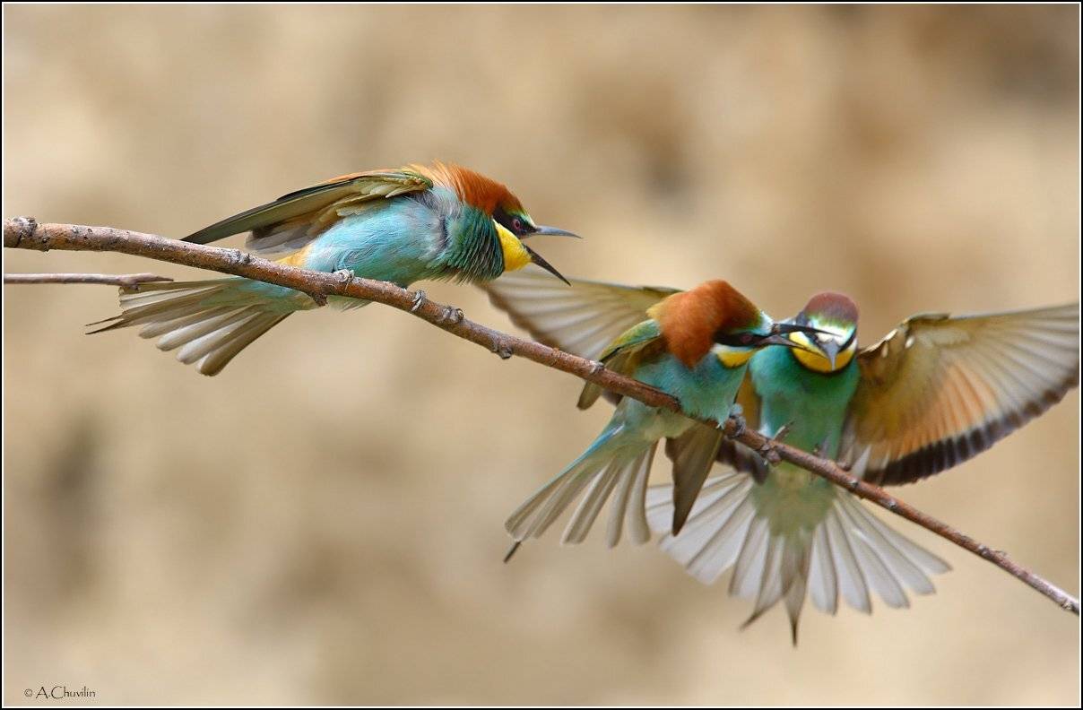 , Александр Чувилин