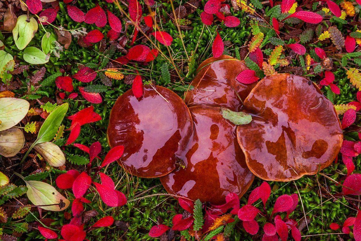 таймыр, красноярский край, арктика, море лаптевых, арктоус, маслята, мох, осень, Кирилл Уютнов