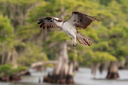 Cкопа - Osprey