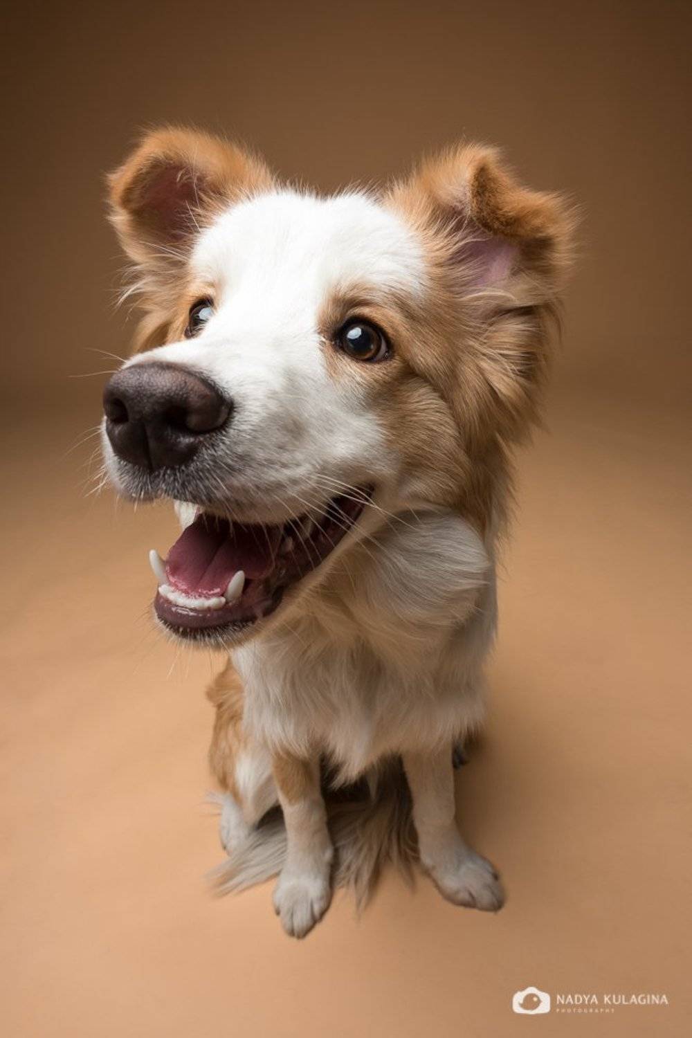 собаки, студия, studio, pet, pup, puppy, Nadya Kulagina