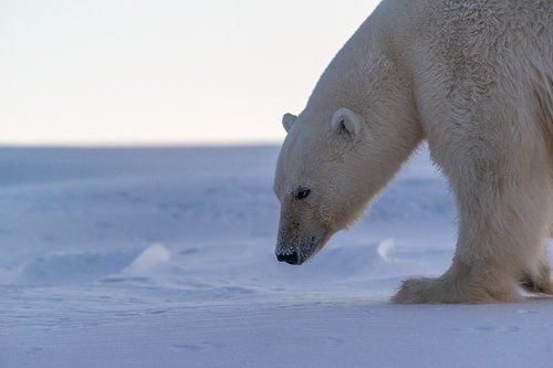 Хозяин Арктики