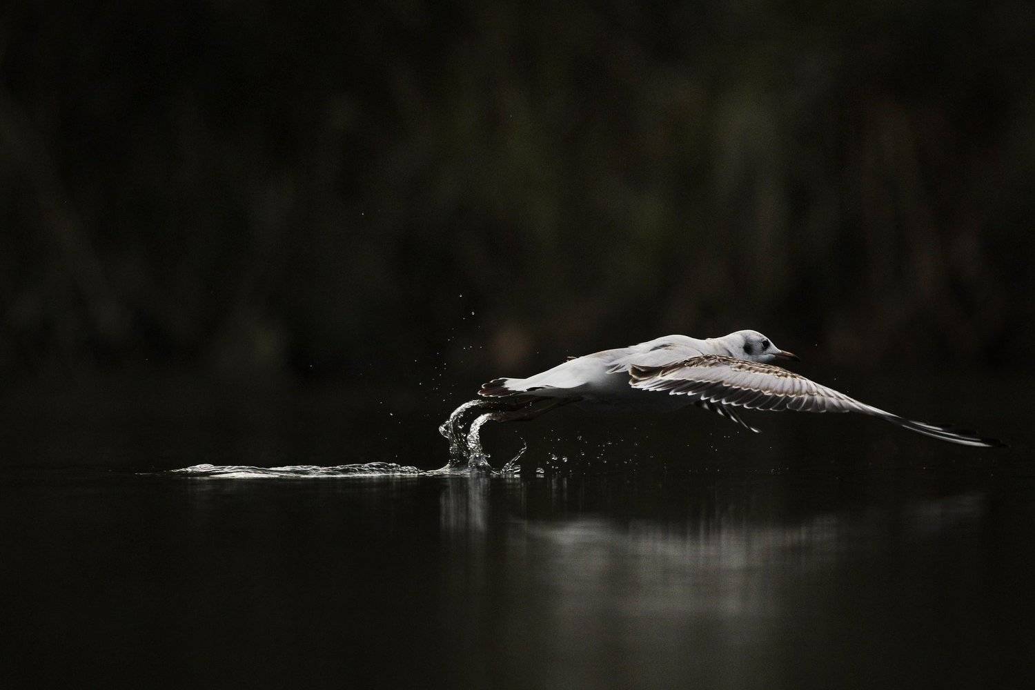 #birds, #fauna, #larus ridibundus, #nature, #wildlife, #природа, #птицы, #фауна, #чайка озерная, Константин Слободчук