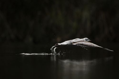 Чайка озерная (larus ridibundus)