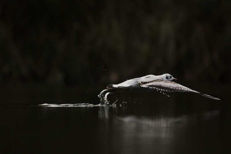 #birds, #fauna, #larus ridibundus, #nature, #wildlife, #природа, #птицы, #фауна, #чайка озерная Чайка озерная (larus ridibundus) фото превью
