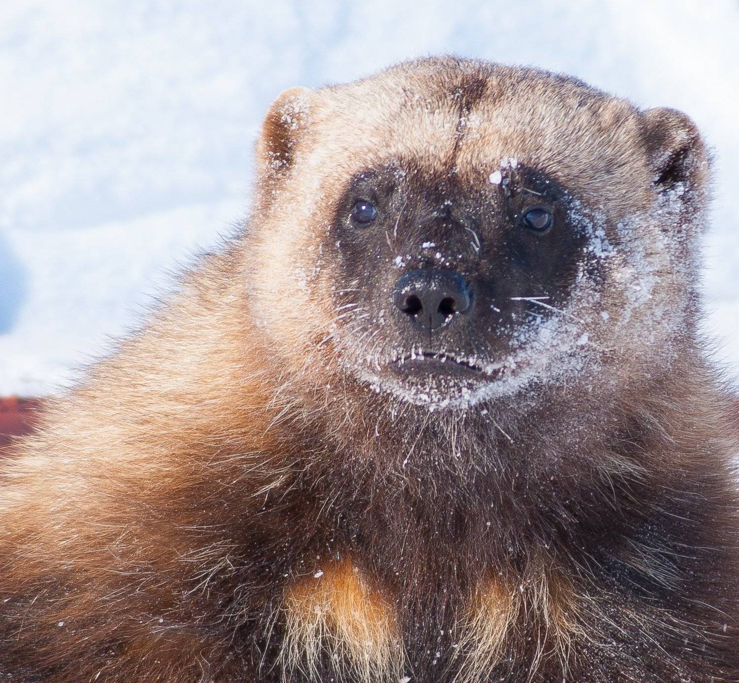 , Андрей Загребельный