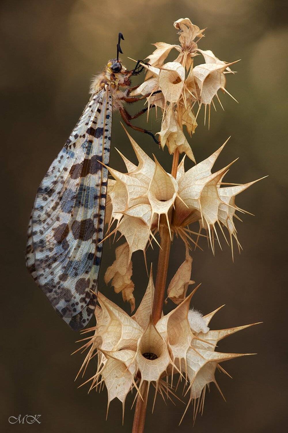 Myrmeleontidae, Neuroptera, Муравьиный лев, Сетчатокрылые., Miron Karlinsky