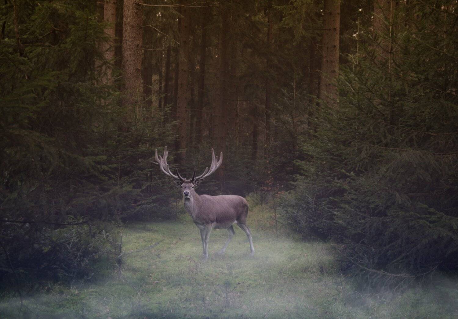 , Олег Богданов