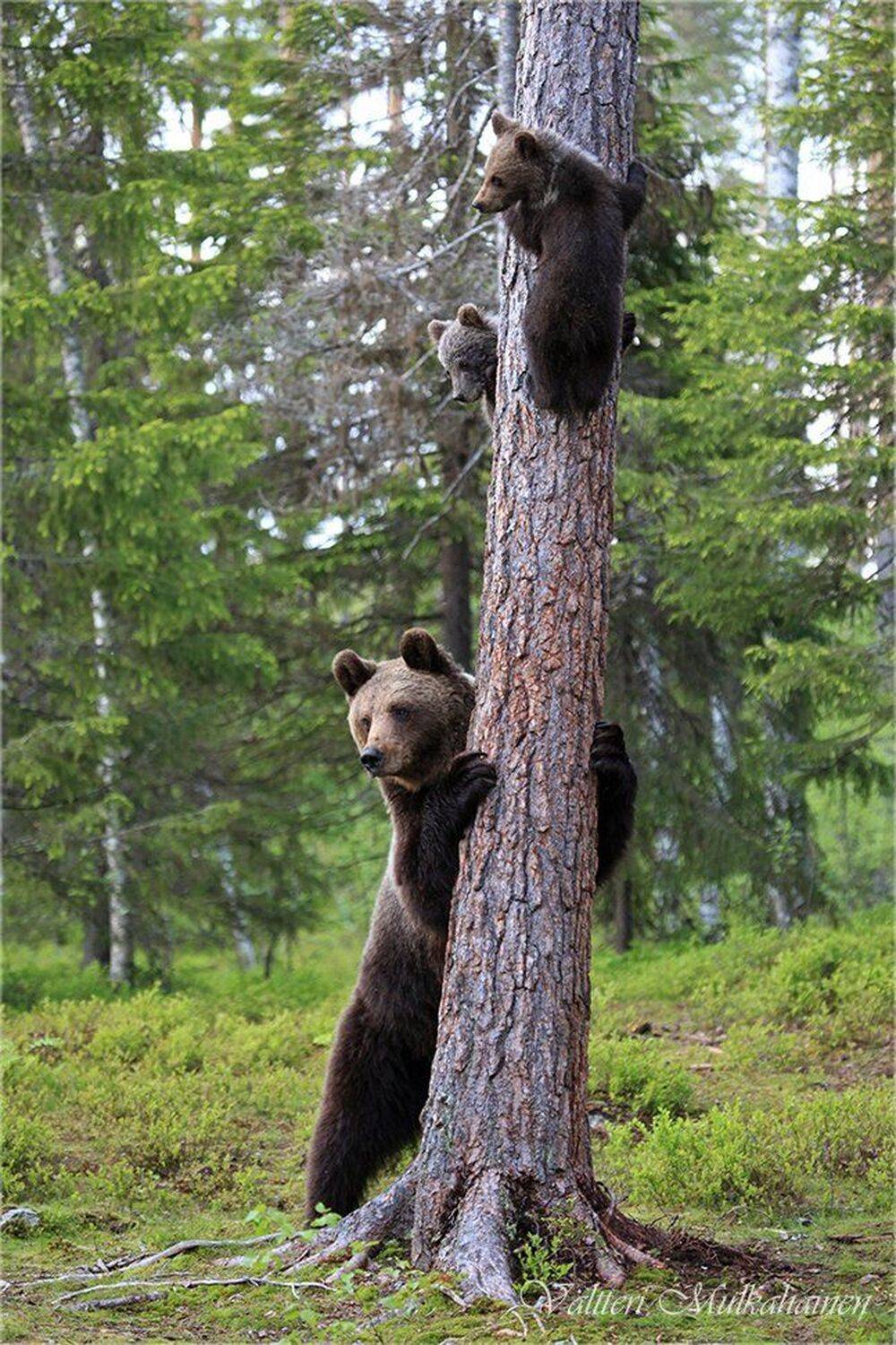 , Valtteri Mulkahainen