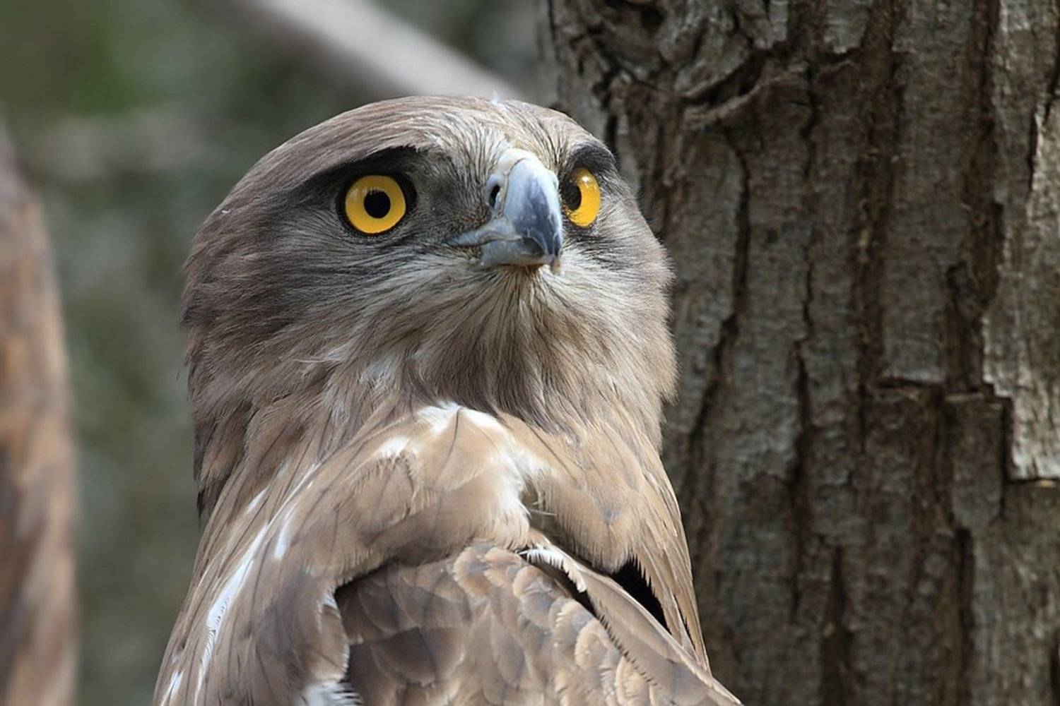 animals,birds,eagle,животные,птицы,орёл  , Yuri Gomelsky