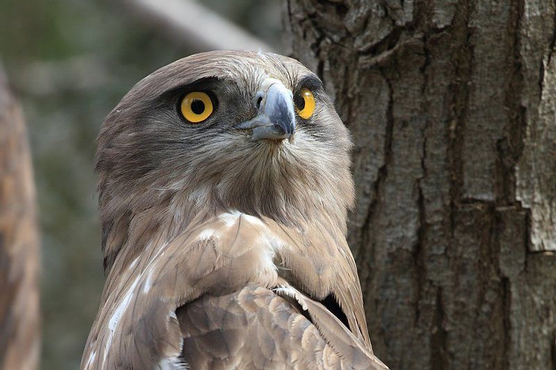 animals,birds,eagle,животные,птицы,орёл   Орлинный взгляд.. фото превью