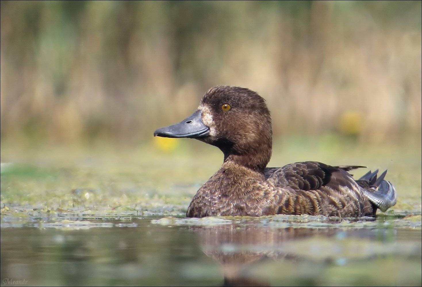 морская_чернеть, Андрей Медведев