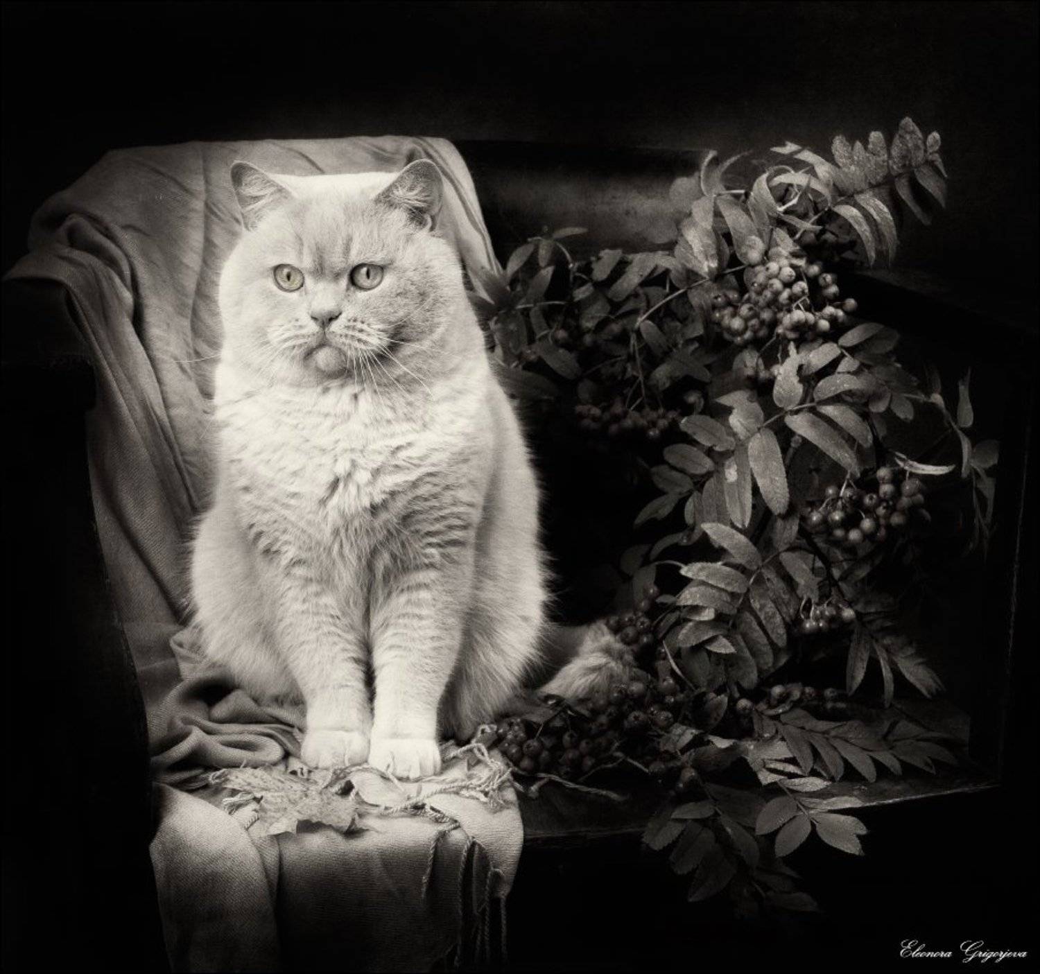 Кот, Натюркотики, Осень, Ретро, Рябина, Eleonora Grigorjeva