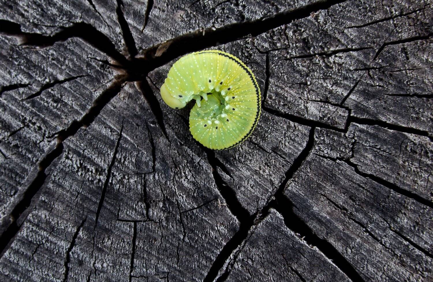 , Ксения Соварцева