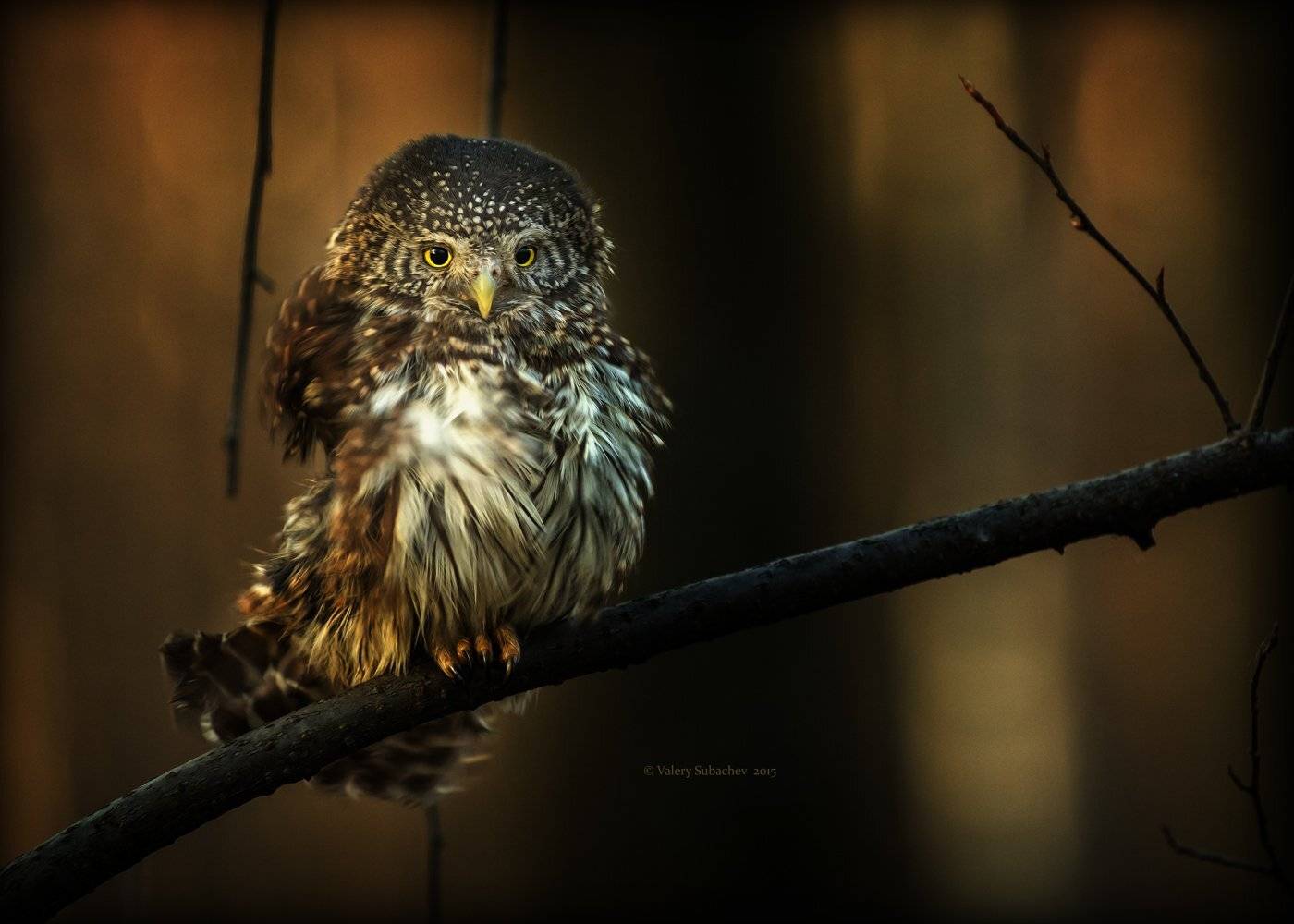 , Валерий Субачев