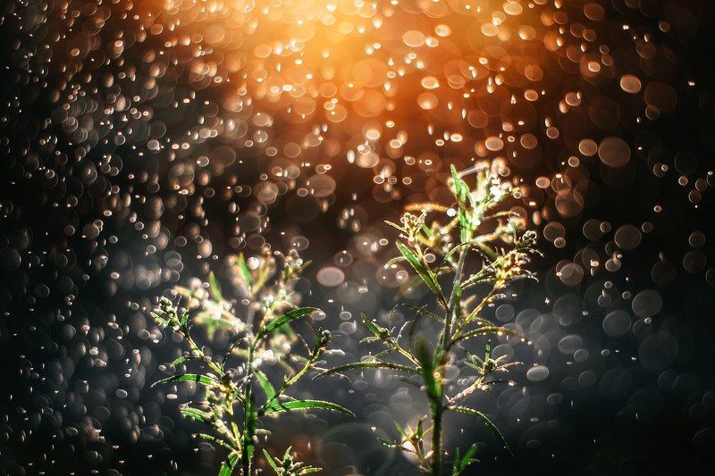 Свежесть  фото превью