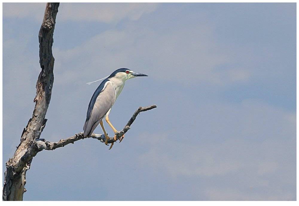 nycticorax, nycticorax, wild, wildlife, bird, birds, Георги Славов