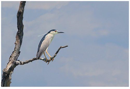 ночная цапля