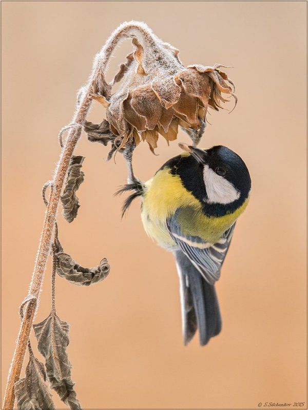 Птицы, Синица, Фотоохота Последняя семечка ... фото превью