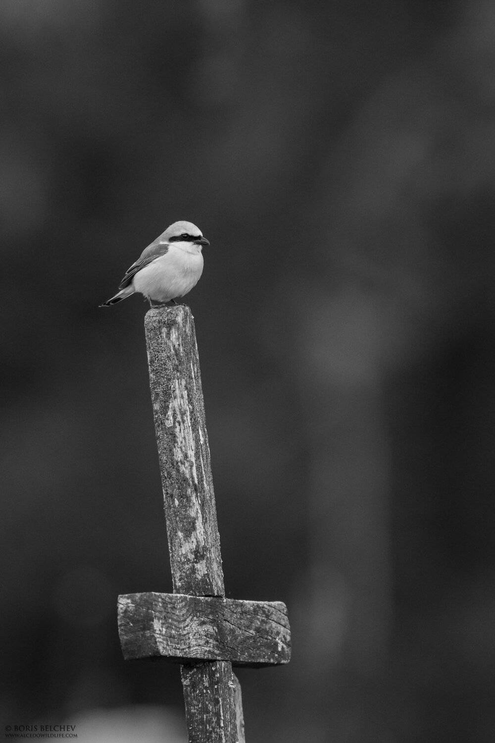 , Борис Белчев