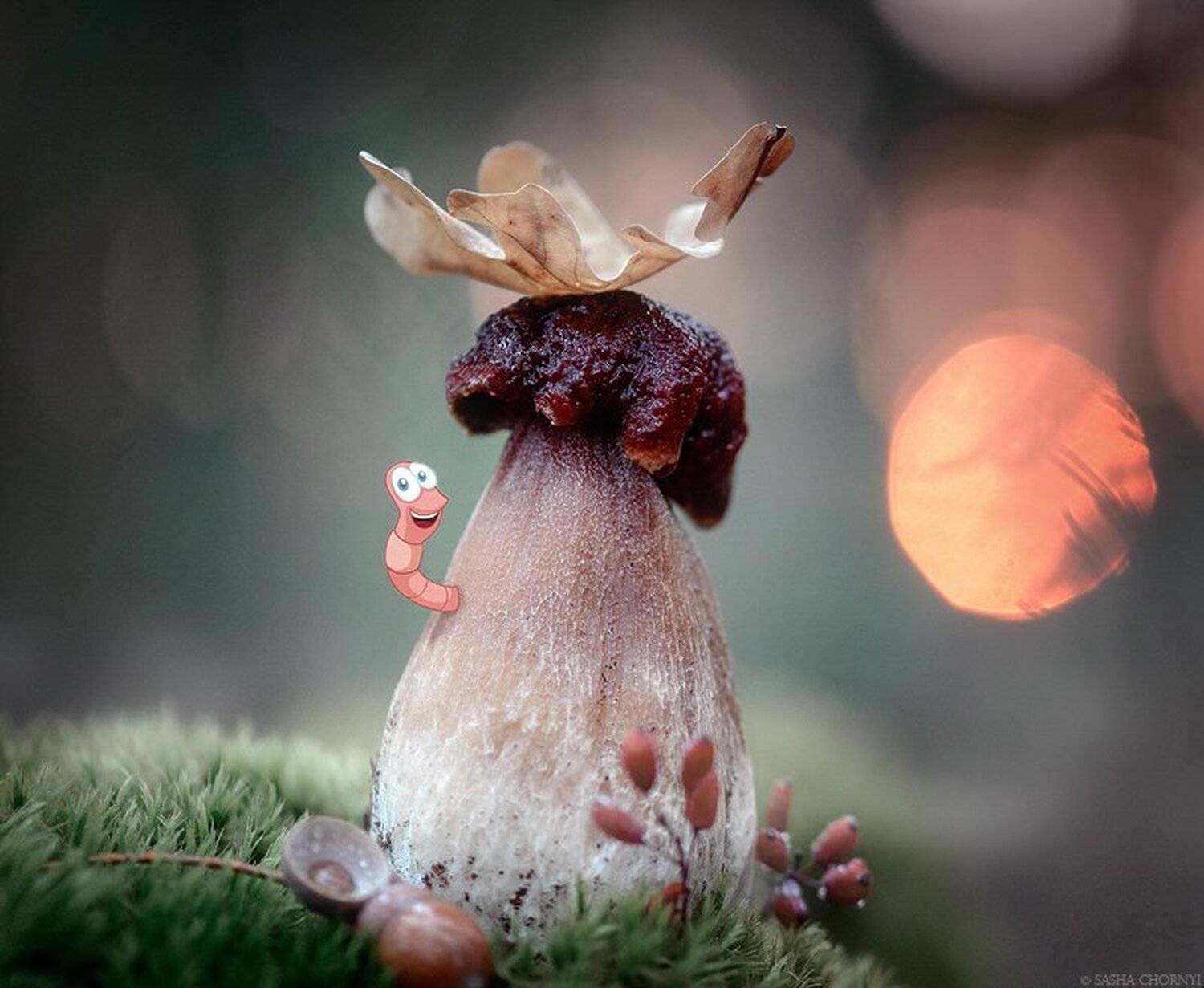 Гриб, Коростышев, Лес, Макро, Макро истории, Макро красота, Макро мир, Осень, Украина, Александр Чорный