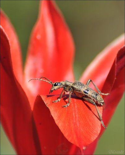 Жук на тюльпане...